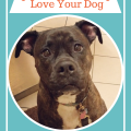 Caring for your dog doesn't have to cost a bundle! These practical tips will help your love your pup without breaking the bank